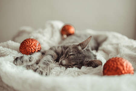 Happy striped gray kitten sleeps on the couch covered with a white knitted blanket. Bright glowing garlands in the background. Christmas and New year conceptの写真素材