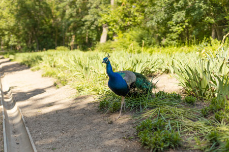 Beautiful indian peacock or peafowl bird with feathers out sits on a fence in a city park or a zoo in a nature reserveの写真素材