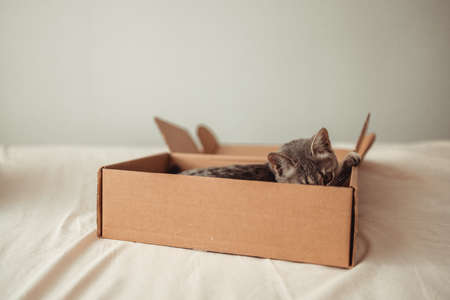 Portrait of a funny cat with brown eyes sits in a cardboard delivery box. Playing with your pet at homeの写真素材