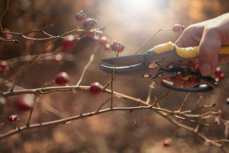 Closeup of person hand in gloves holding bypass secateur and pruning rose hip bush. Plant careの写真素材