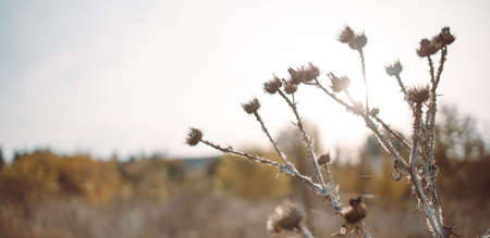 Arctium lappa outdoor in brown colors. Thorns dry plant in sunlight in a field in autumn season. Abstract natural backgroundの写真素材