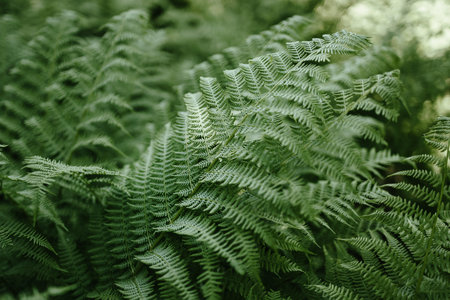 Close up of beautiful green ferns leaves plant backgroundの写真素材