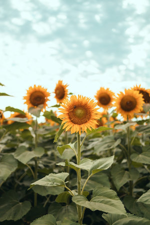 Field of sunflowers.Flowers sunflower against the sky. Cultivation of sunflowers. Sunflower swaying in the wind.の写真素材