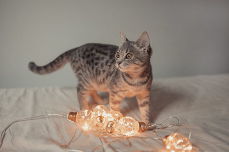 Tabby grey cat with Christmas garland lights, playing in bed, selective focus. Christmas and New Yearの写真素材