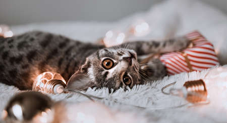 Adorable cat lying on cozy bed playing christmas golden lights bokeh and gift boxes. Cute kitten relaxing and playing with gold ball toy. Winter holidays.の写真素材