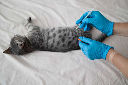 Veterinarian giving an injection to a kitten in veterinarian animal clinic. Health care domestic animal.の写真素材