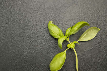 Fresh basil plant on a dark background. Top view. Flat lay. Healthy food composition. Harvest conceptの写真素材