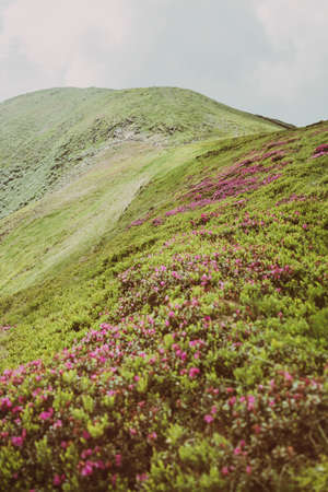 Amazing mountain landscape with pink blossoming rhododendron flowers on the high mountain hill. Carpathians, Ukraine, Europe.の写真素材