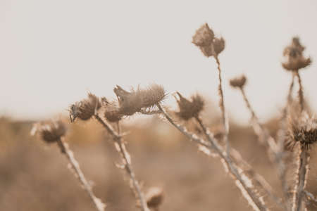 Arctium lappa outdoor in brown colors. Thorns dry plant in sunlight in a field in autumn season. Abstract natural backgroundの写真素材