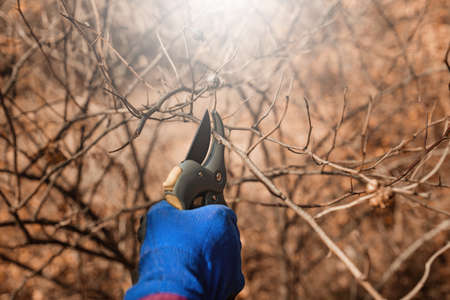 Gardener cuts dry branches of tree with pruning shears. Close up hand of a person taking care of rose hip bushesの写真素材