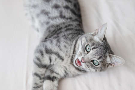Striped gray kitten with blue eyes lies and rests on the bed in a cozy home. Cat day holidayの写真素材