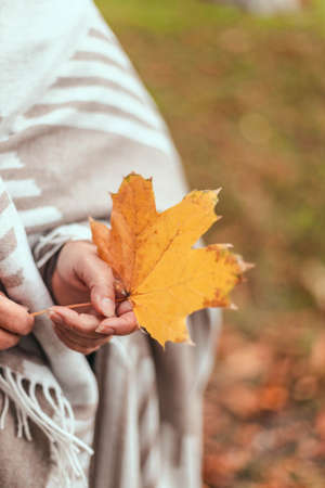 Elderly woman hand holding maple leaf autumnの写真素材