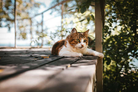 Tabby cat resting on a wooden terrace in summer with copy space. Rest and relaxation conceptの写真素材
