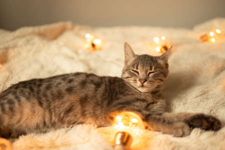 Lazy gray tabby kitten sleeps on a soft woolen blanket on a sofa decorated with Christmas lights garland. Fall weekend cozy conceptの写真素材