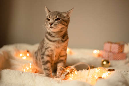Tabby grey cat with Christmas garland lights,playing in bed, selective focus.の写真素材