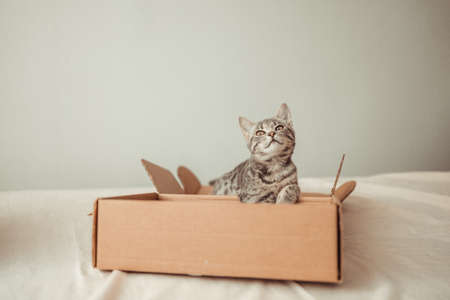 Portrait of a funny cat with brown eyes sits in a cardboard delivery box. Playing with your pet at homeの写真素材