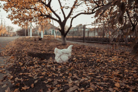 White broiler chicken grazing walking on a grass in the garden. Autumn fallen leavesの写真素材