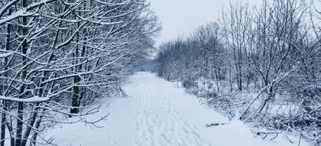 Panorama of a road through a frozen forest with snowの写真素材