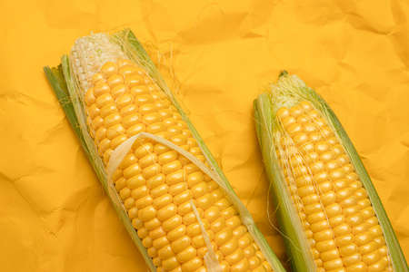 Two fresh raw corn on yellow background, top viewの写真素材