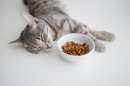 Cute cat lying near bowl with food on floor at homeの写真素材