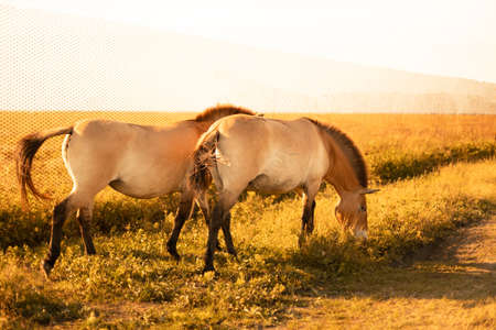 Beautiful young two brown horses walk in the corral on ranch outdoors on the sunset background. Animal, farm concept. Countryside natureの写真素材