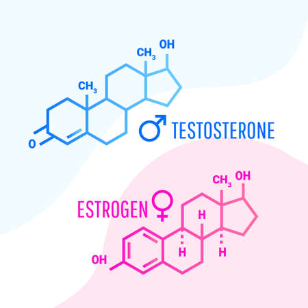 Estrogen and testosterone hormones molecular skeletal formula with liquid fluid shapes on white background, vector illustrationのイラスト素材