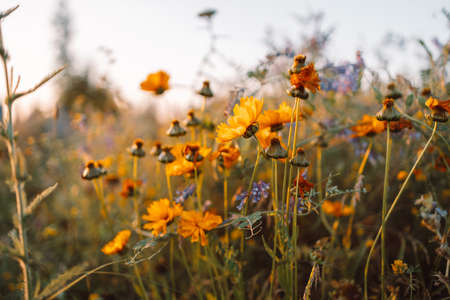 Beautiful different yellow wildflowers at sunset, selective focus. Shallow depth of field. Spring or summer conceptの写真素材