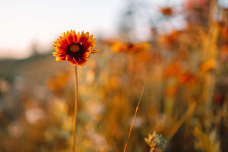 Close up of blooming beautiful natural wildflowers at dawn, selective focus. Shallow depth of field.の写真素材