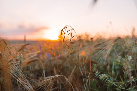 Golden wild wheat on the field at sunset sunrise. Shallow depth of field. Agriculture, gardening or...