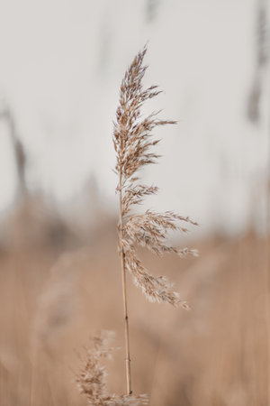 Beautiful natural landscape with dry flowers of the pampas grass moving in the wind.