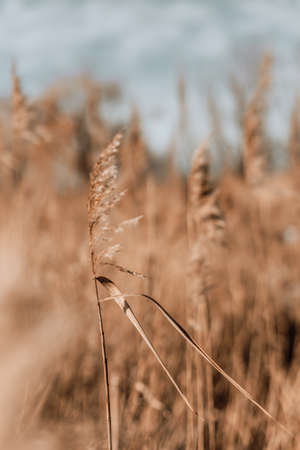 Pampas grass in a blue sky with clouds. Abstract natural minimal background of Cortaderia selloana fluffy plants moving in a wind.の写真素材