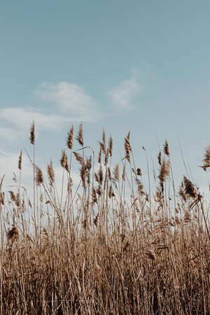 Abstract natural background of soft plants Cortaderia selloana, pampas grass moving in the wind.の写真素材