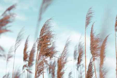 Beautiful natural landscape with dry flowers of the pampas grass moving in the wind.の写真素材