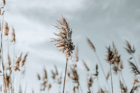 Pampas grass in the sky, Abstract natural background of soft plants Cortaderia selloana moving in the wind.の写真素材