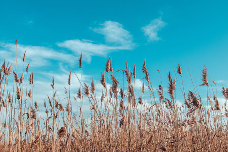 Pampa grass moving in the wind with minimal light blue sky and clouds