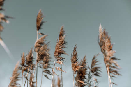 Pampas grass,soft plants in the sky, Abstract natural background of soft plants Cortaderia selloana moving in the wind.の写真素材