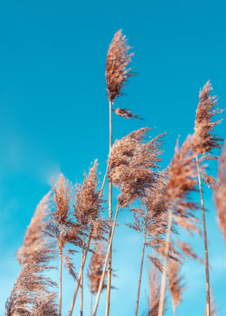 Cortaderia selloana moving in the wind. Abstract natural background of soft plantsover blue sky, calm nature backdrop. Soft focus, blurred backgroundの写真素材