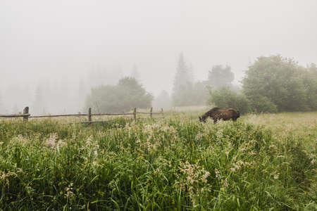 Brown horses grazing an grassy field meadow pasture on a cold morning at sunrise. Old wooden fenceの写真素材