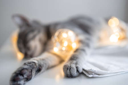 Adorable cat lying on cozy bed with christmas golden lights bokeh and a gift boxes. Cute kitten relaxing and playing with gold ball toy. Winter holidays.の写真素材