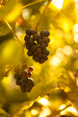 Bunches of grapes in the rows of vineyard at sunset. Close upの写真素材