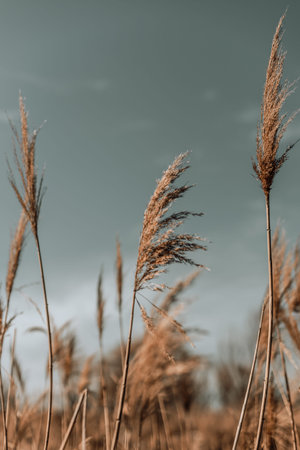 Abstract natural background of soft plants Cortaderia selloana, pampas grass moving in the wind.
