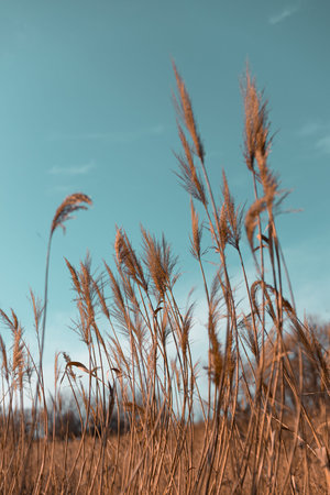 Pampas grass in the sky, Abstract natural background of soft plants Cortaderia selloana moving in...