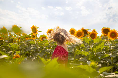 Beautiful panoramic view of big golden sunflower sunny field in the countryside. Blooming sunflowers.の写真素材