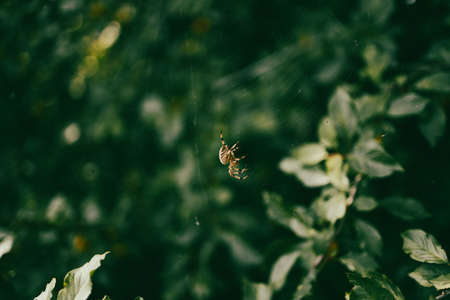 Close-up of spider weaving web against a lush green background of forest foliageの写真素材