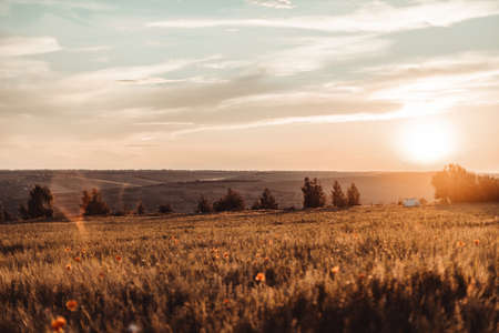Red poppy flowers blossom on wild field. Beautiful field red poppies with selective focus. Glade of red poppies.の写真素材