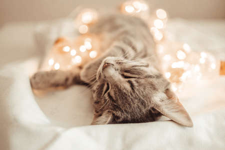 Tabby grey cat lying on cozy bed with christmas golden lights bokeh and a gift boxes. Cute kitten relaxing and playing with gold ball toy. 2022 Winter holidays.の写真素材