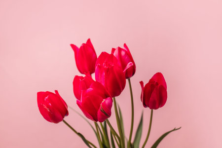 Bouquet of beautiful red spring tulips flowers on pastel pink background. Valentines Day, Easter,...