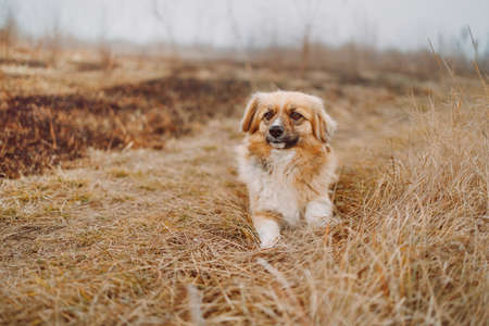 Miniature breedless dog sits on autumn dry grass and looks at the camera. Pet in nature. Cute dog like a toyの写真素材