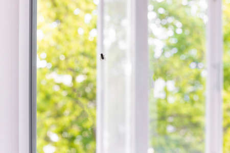 Close up shot of house fly on a window glassの写真素材