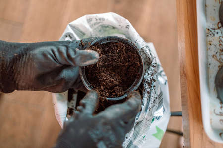 Transplanting plants process in biodegradable pots. Soil preparation in containers for planting seeds.の写真素材